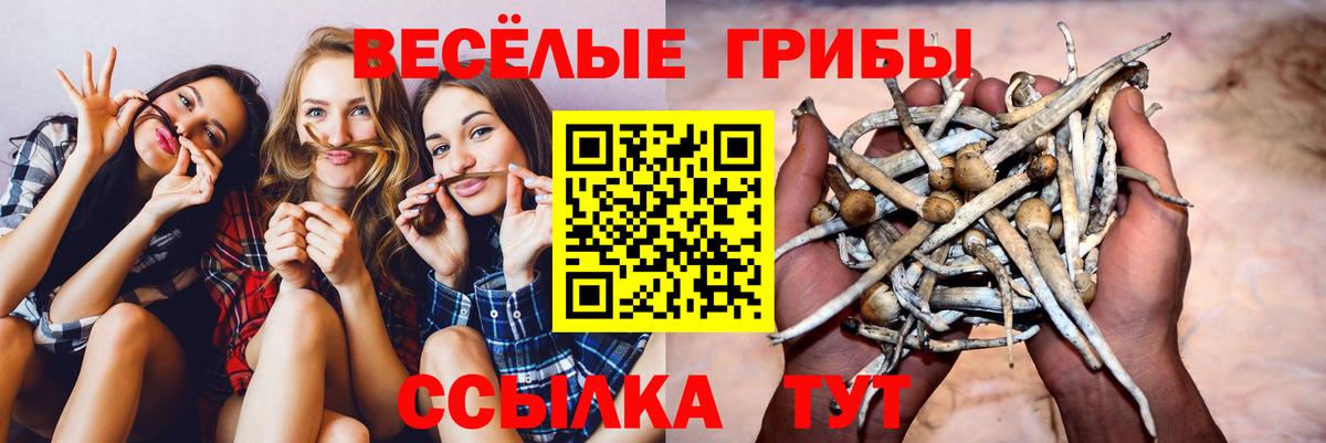 Галлюциногенные грибы Magic Shrooms  Вход с VPN  где купить наркотик  Новочебоксарск 